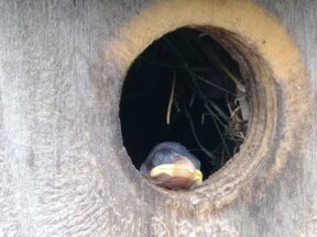 Baby Sparrow