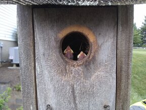 Baby Sparrows